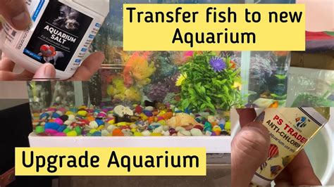 How to Add Fish to New Aquarium: A Step.